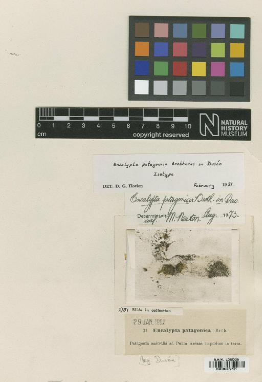 Encalypta patagonica Broth. in Dus_n - BM000872751_a