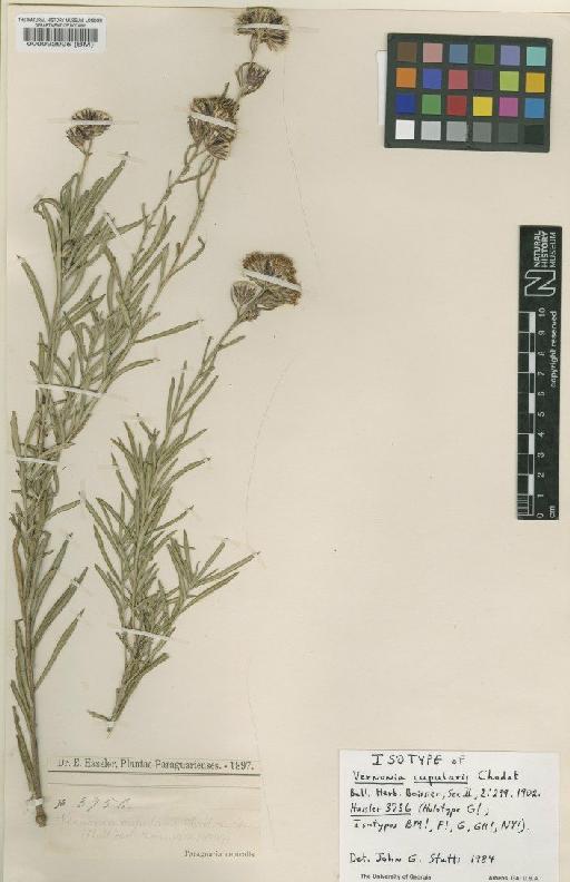 Vernonia cupularis Chodat - BM000092905