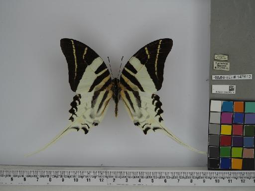 Lepidoptera Linnaeus, 1758 - 014185418 Graphium androcles