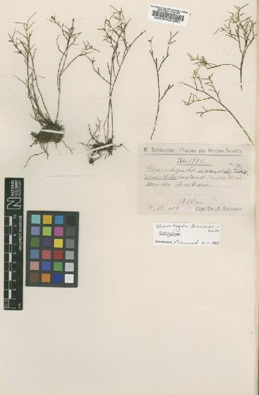 Glossorhyncha diosmoides Schltr. - BM000508995