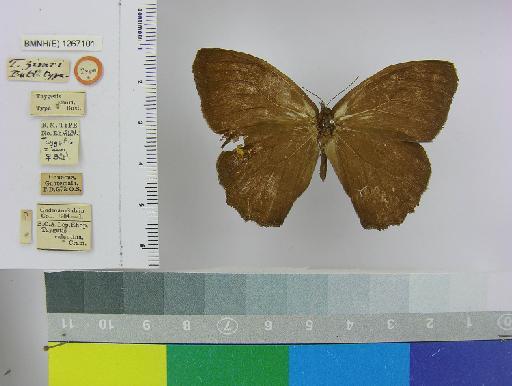 Taygetis zimri Butler, 1869 - BMNH(E)_1267101_Pseudodebis_(Taygetis)_zimri_Butler_T_female_ (1)