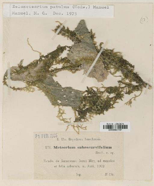Zelometeorium patulum (Hedw.) Manuel - BM000961161