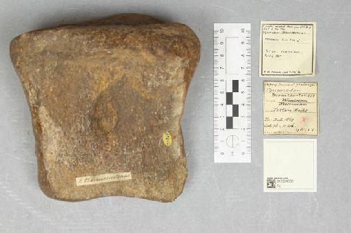 Iguanodon bernissartensis Boulenger, 1881 - 010024356_L010094053