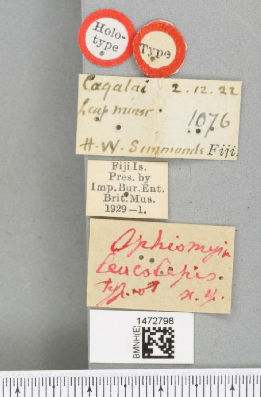 Ophiomyia leucolepsis Bezzi, 1928 - BMNHE_1472798_label_47167