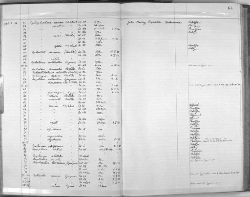 Ophioplinthaca crassa H.L. Clark, 1939 - Zoology Accessions Register: Echinodermata: 1935 - 1984: page 64