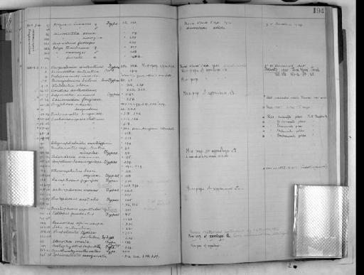 Heterophoxus videns parvorder Haustoriidira K.H. Barnard, 1930 - Zoology Accessions Register: Crustacea: 1905 - 1935: page 194