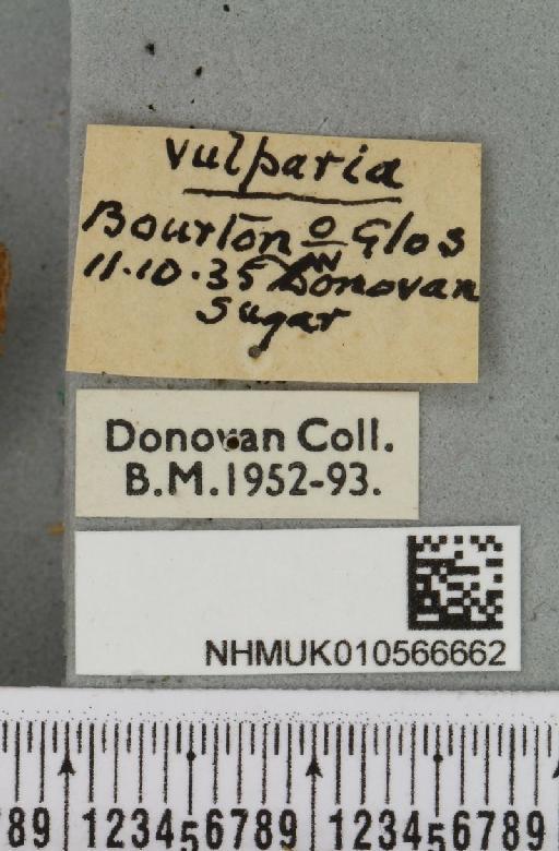 Agrochola lychnidis (Denis & Schiffermüller, 1775) - NHMUK_010566662_label_624279