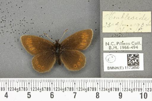 Erebia epiphron mnemon (Haworth, 1812) - BMNHE_1173650_29150