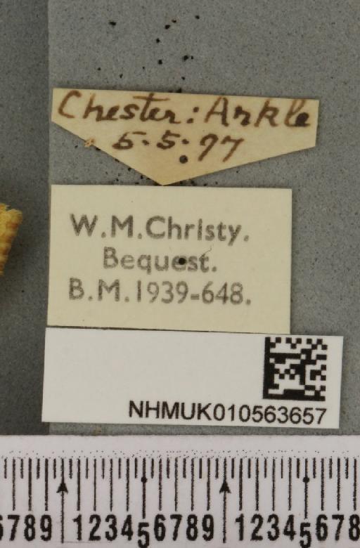 Cirrhia icteritia (Hufnagel, 1766) - NHMUK_010563657_label_621225