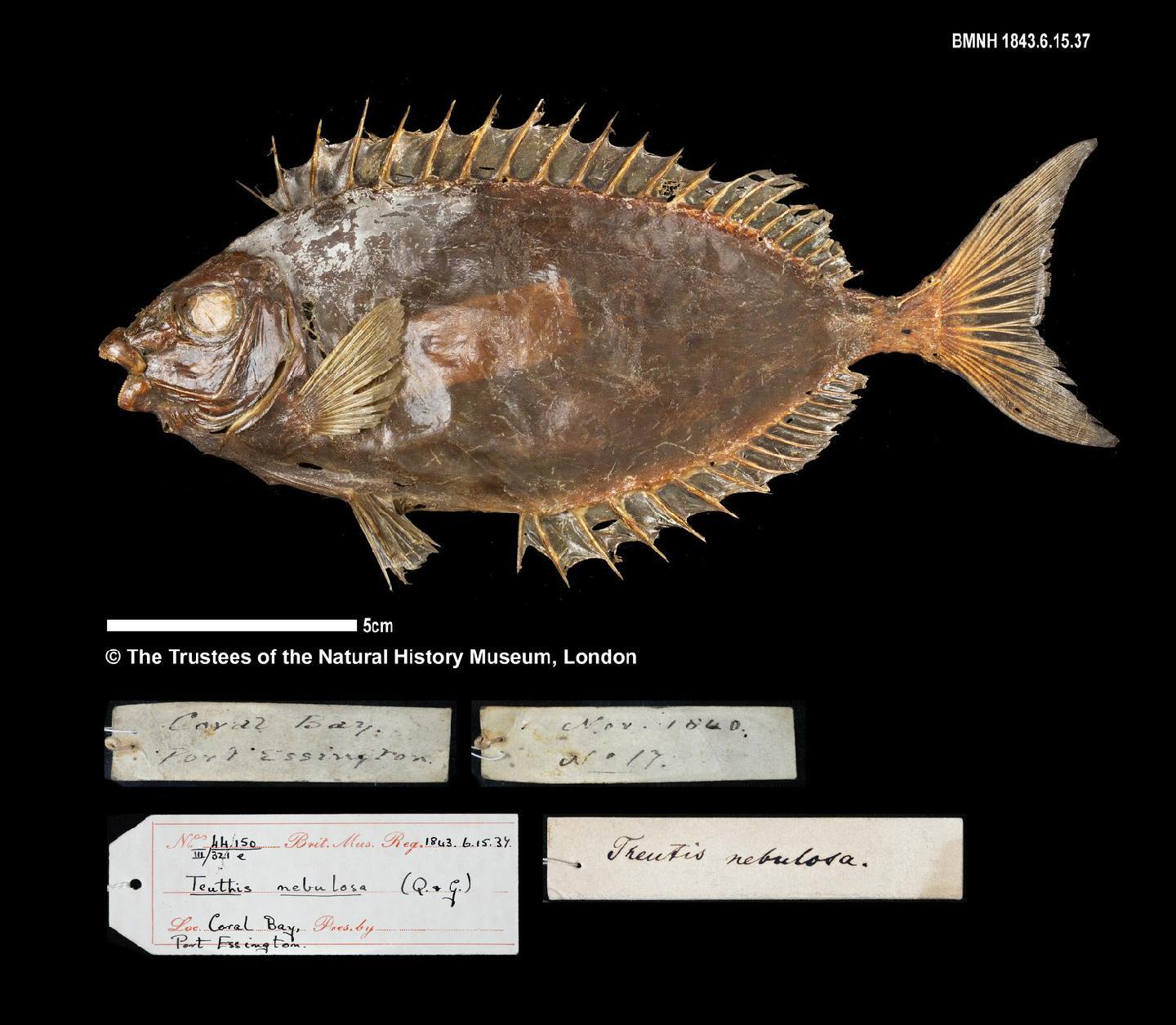 To NHMUK collection (Amphacanthus gymnopareius Richardson, 1843; HOLOTYPE; NHMUK:ecatalogue:2576973)