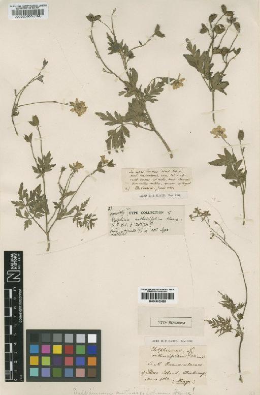 Delphinium anthriscifolium Hance - BM000565683