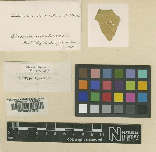 Colacodictyon reticulatum (Batters) Feldmann - BM000619578