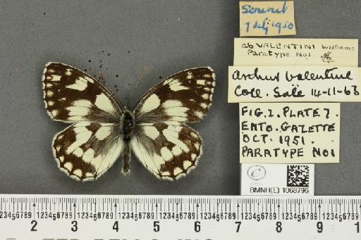 Melanargia galathea serena ab. valentini Williams, 1951 - BMNHE_1068796_34534