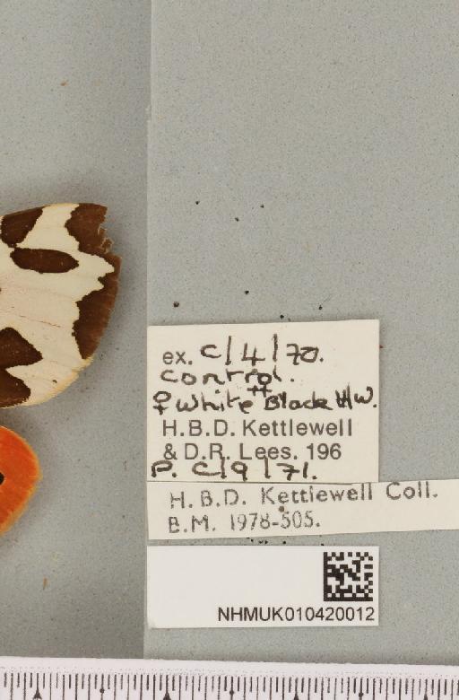 Arctia caja (Linnaeus, 1758) - NHMUK_010420012_label_532997