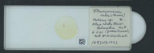 Planococcus citri Risso, 1813 - 010151236_117588_1101300