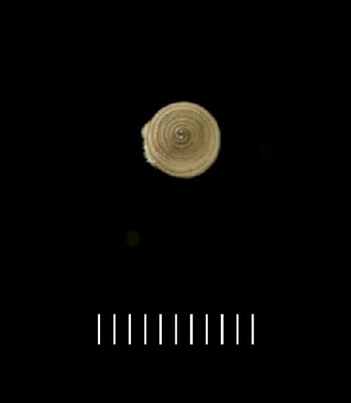 Bulimus neglectus Pfeiffer, 1847 - Bulimus neglectus - LECTOTYPE - 1975263 (apical view)