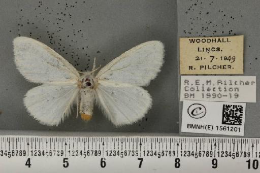 Euproctis similis (Fuessly, 1775) - BMNHE_1561201_253920