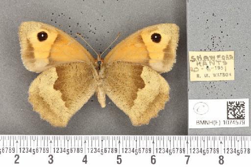 Maniola jurtina insularis ab. antialba Leeds, 1950 - BMNHE_1074579_41342