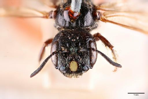 Ceratina capitosa Smith, F., 1879 - 013983557_Face