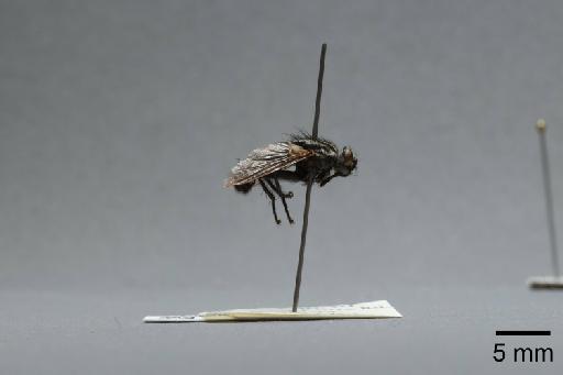 Sarcophaga (Rosellea) aratrix Pandelle, 1896 - 015092873_lateral