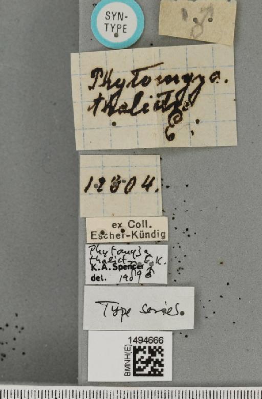 Phytomyza thalictri Escher-Kundig, 1912 - BMNHE_1494666_label_55368