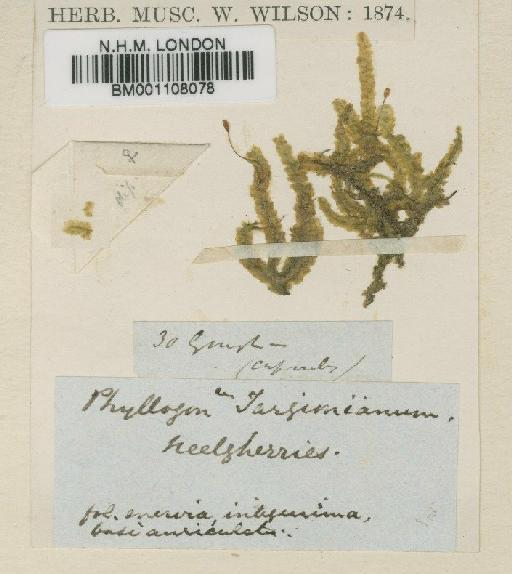 Homaliadelphus targionianus (Mitt.) Dixon & P.de la Varde - BM001108078