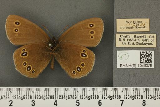 Aphantopus hyperantus (Linnaeus, 1758) - BMNHE_1046376_25981