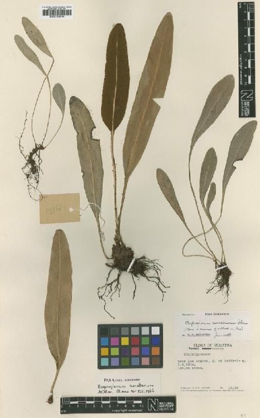 Elaphoglossum sumatranum Holttum - BM001066184