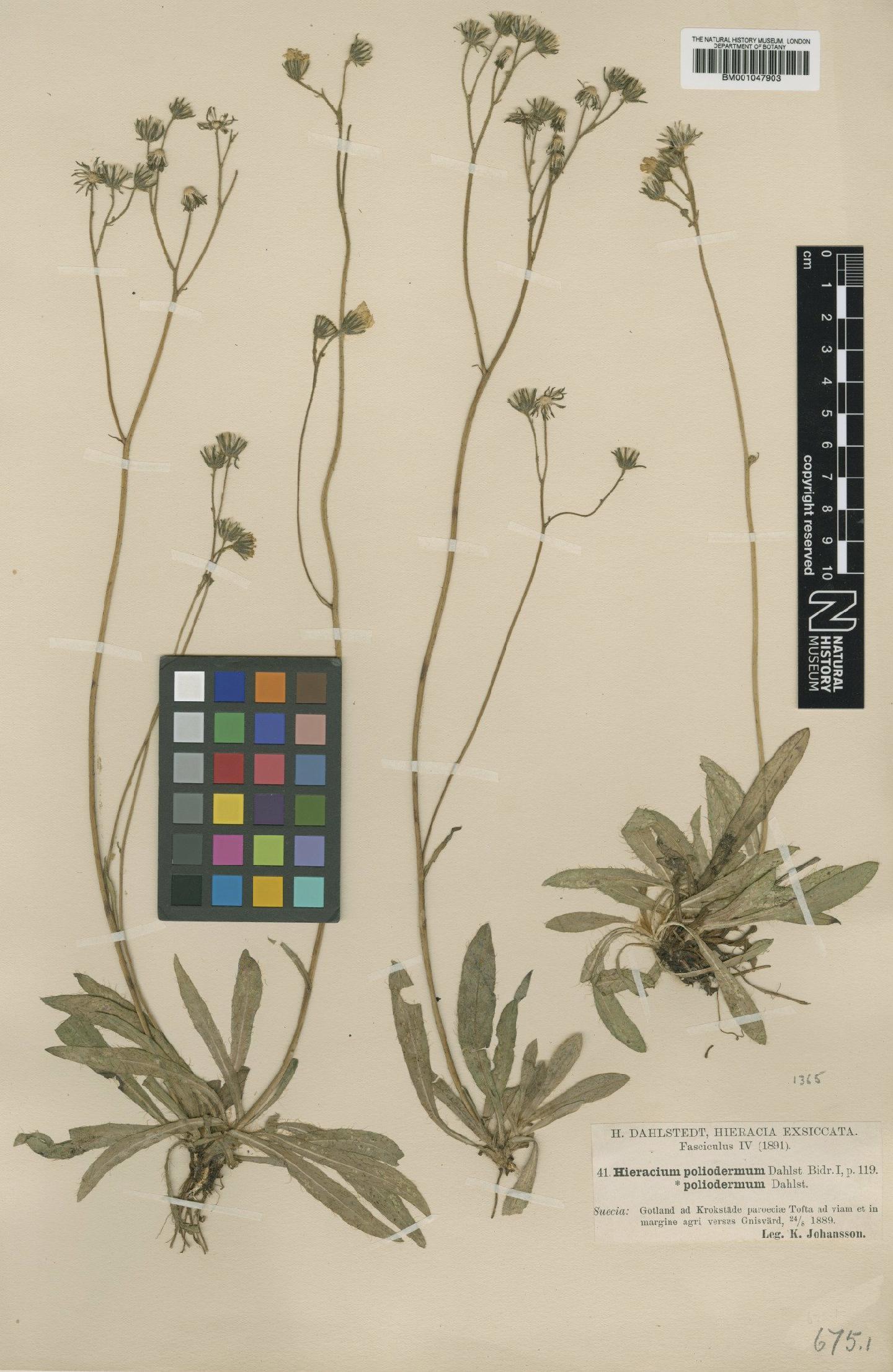 To NHMUK collection (Hieracium poliodermum Dahlst.; Type; NHMUK:ecatalogue:2817838)