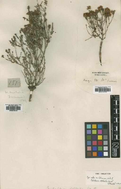 Melaleuca deltoidea Benth. - BM001015178