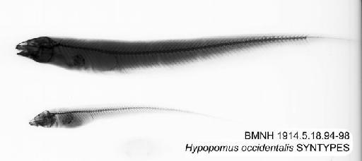 Hypopomus occidentalis Regan, 1914 - BMNH 1914.5.18.94-98 - Hypopomus occidentalis SYNTYPES Radiograph