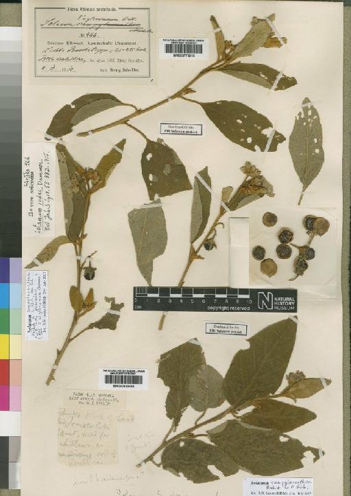 Solanum campylacanthum Hochst. ex A.Rich. - BM000778316