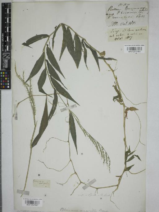 Oplismenus compositus (L.) P.Beauv. - 012547807