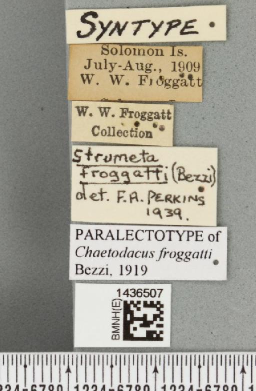 Bactrocera (Bactrocera) froggatti (Bezzi, 1919) - BMNHE_1436507_label_30605