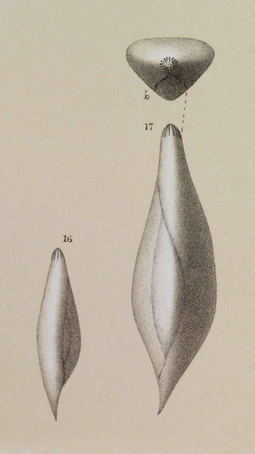 To NHMUK collection (Polymorphina seguenzana Brady, 1884; Syntype; NHMUK:ecatalogue:3092987)