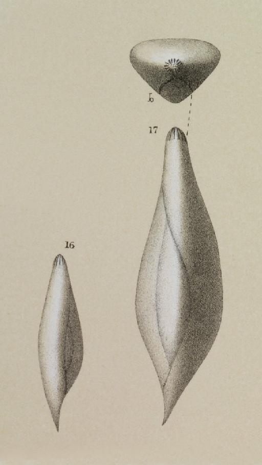 Polymorphina seguenzana Brady, 1884 - ZF2157_72_17_Sigmoidella_seguenzana.jpg