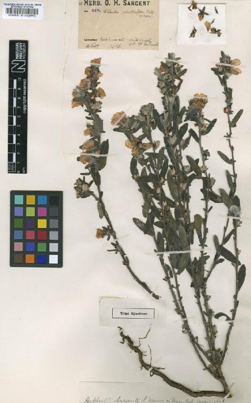 Hibbertia sargentii S.Moore - BM000551310