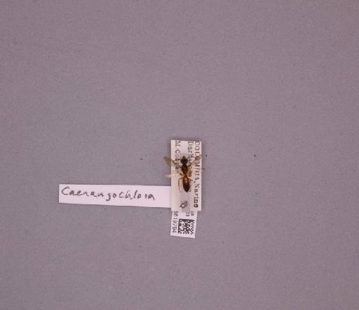 Caenaugochlora Michener, C.D., 1954 - 013619794_233862_191662