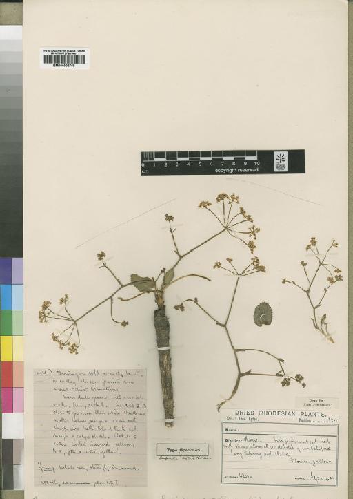 Pimpinella neglecta Norman - BM000902768