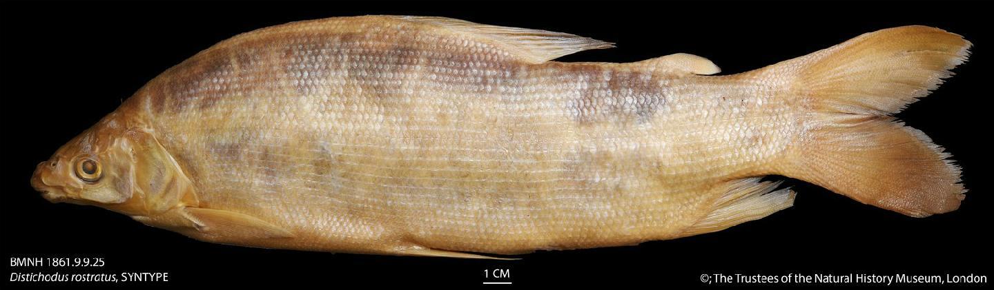 Distichodus rostratus