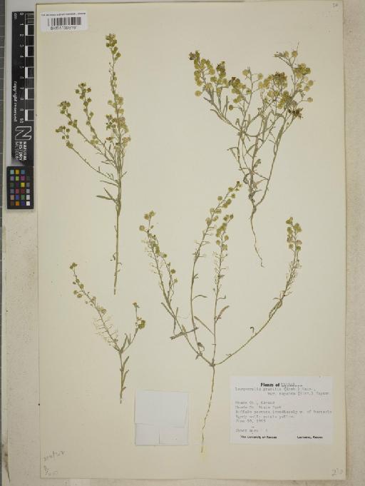 Lesquerella gracilis subsp. gracilis - BM013393191