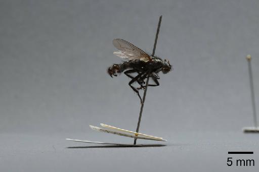 Sarcophaga (Rosellea) aratrix Pandelle, 1896 - 015092879_lateral