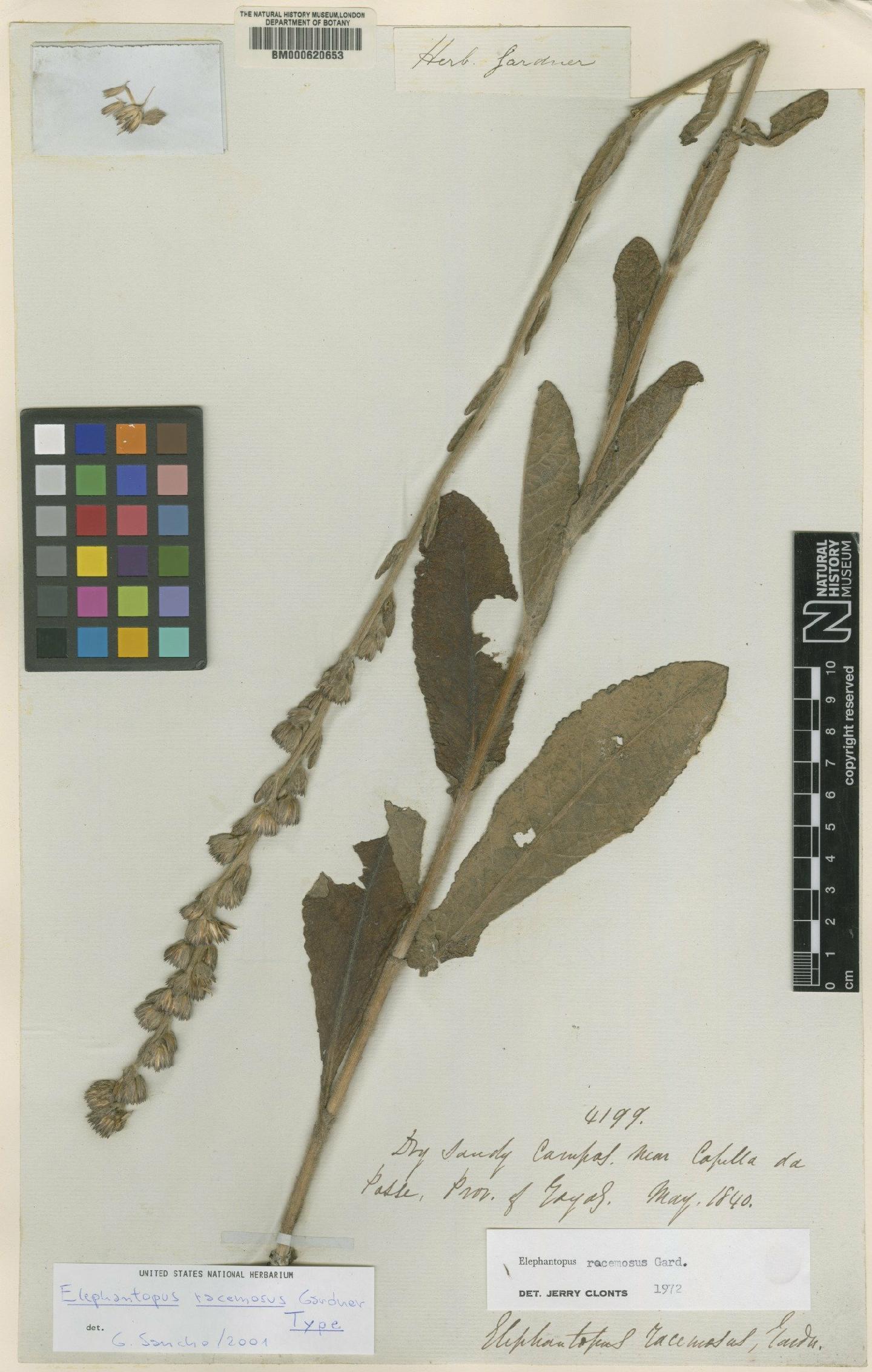 To NHMUK collection (Elephantopus racemosus Gardner; Type; NHMUK:ecatalogue:4984907)