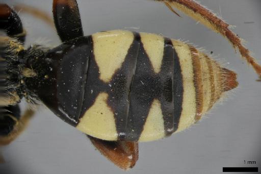 Nomada abyssinica Meade-Waldo, 1913 - Nomada_abyssinica-NHMUK010264943-lectotype-male-metasoma_dorsal-3_2x
