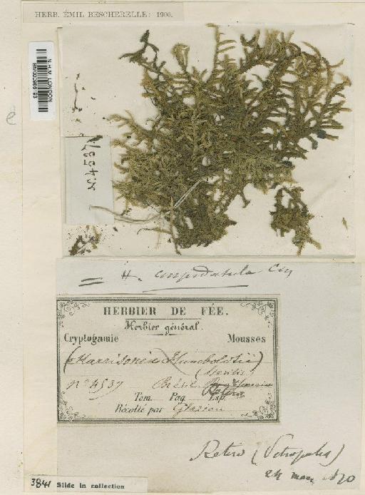 Rhacocarpus inermis (Müll.Hal.) Lindb. in Broth. - BM000986193