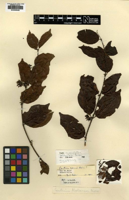 Keetia inaequilatera (Hutch. & Dalziel) Bridson - BM000832493