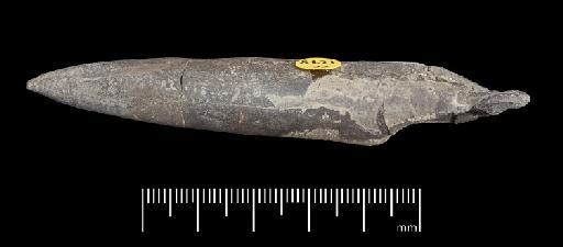 Acrocoelites (Odontobelus) vulgaris (Young & Bird, 1822) - PI CC 1278 - belemnite