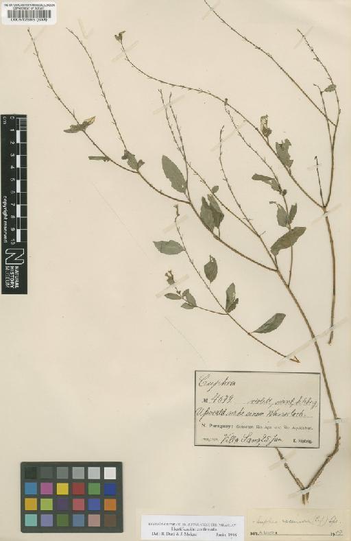 Cuphea racemosa (L.f.) Spreng. - BM000512685