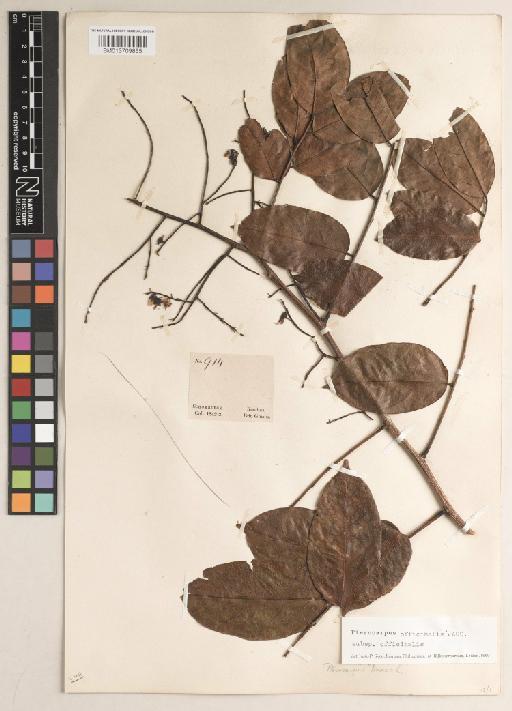 Pterocarpus officinalis subsp. officinalis - BM013709855