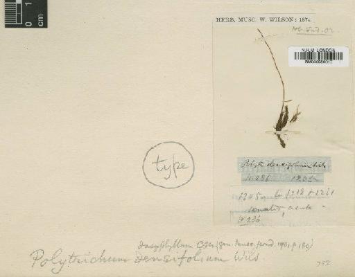 Polytrichastrum formosum var. densifolium (Wilson ex Mitt.) Z.Iwats. & Nog. - BM000986017